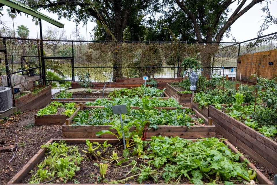 Carrés de potager en bordure de jardin, en fin de journée