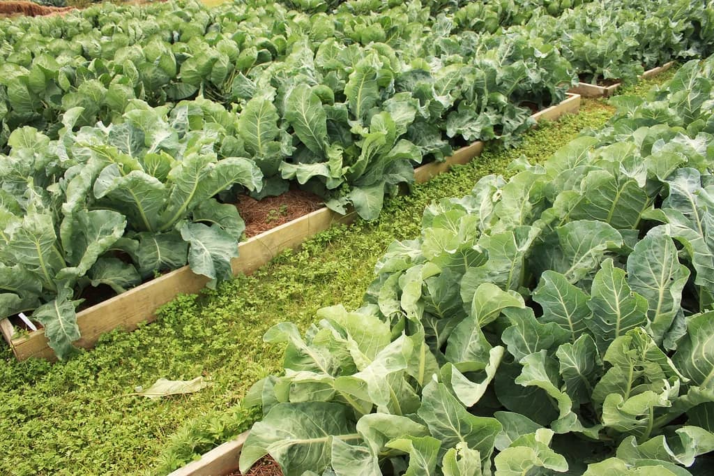 Planches de légumes-feuilles dans un potager en bacs surélevés
